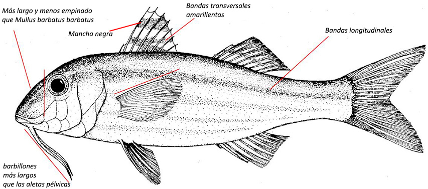 Mullus surmuletus_01.jpg